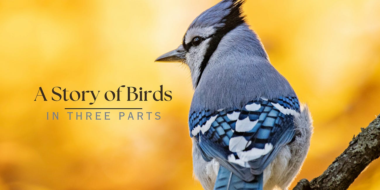 A Story of Birds, In Three Parts