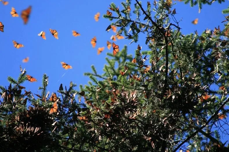 Canada Geese, Ducks and Monarch Butterflies Are M.I.A.