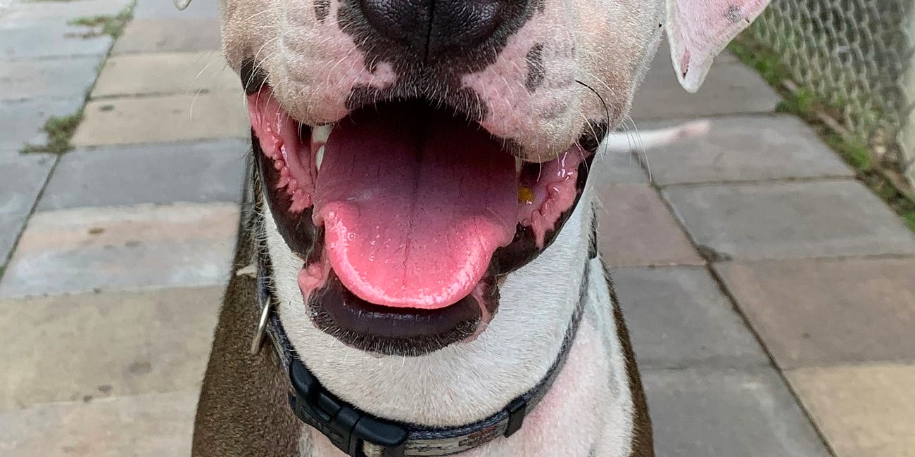 Manatee County Urges Residents to Foster Dogs Ahead of Tropical Storm Milton
