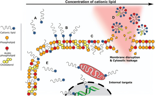 SM-102 und ALC-0315 sind wahrscheinlich nicht biologisch abbaubar und aktivieren das Immunsystem