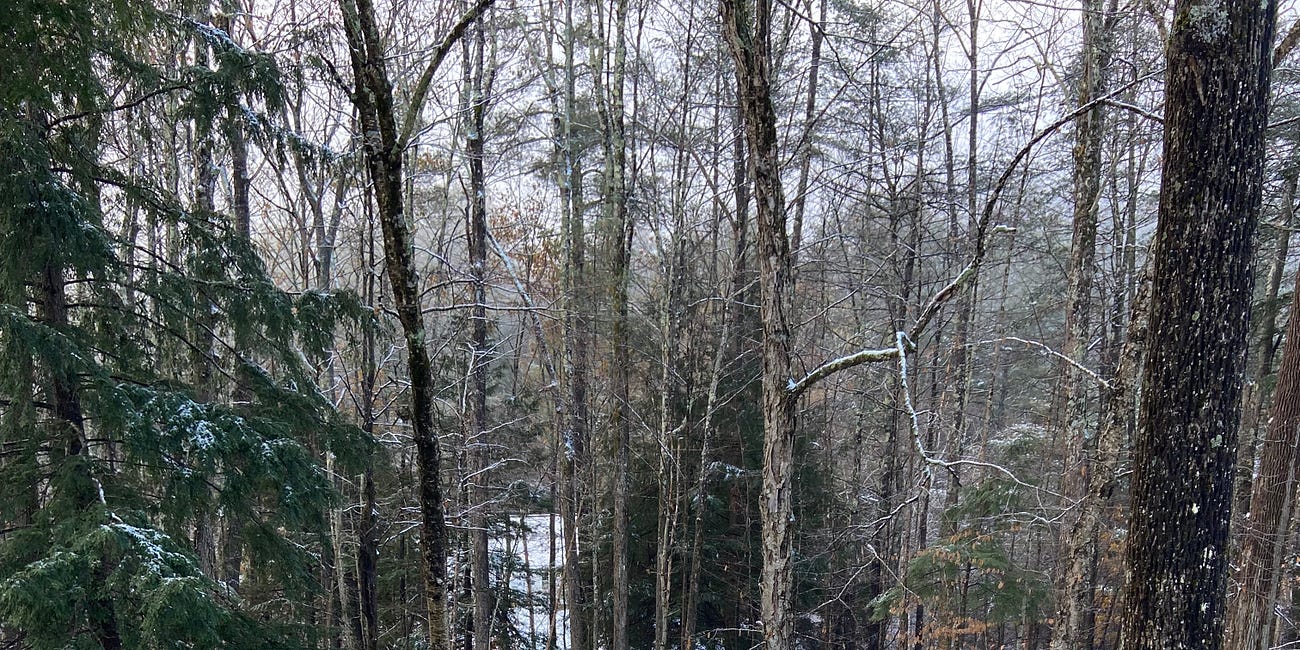 The Huntley Meadows (Kids) footbridge-a photo essay of the day to day construction