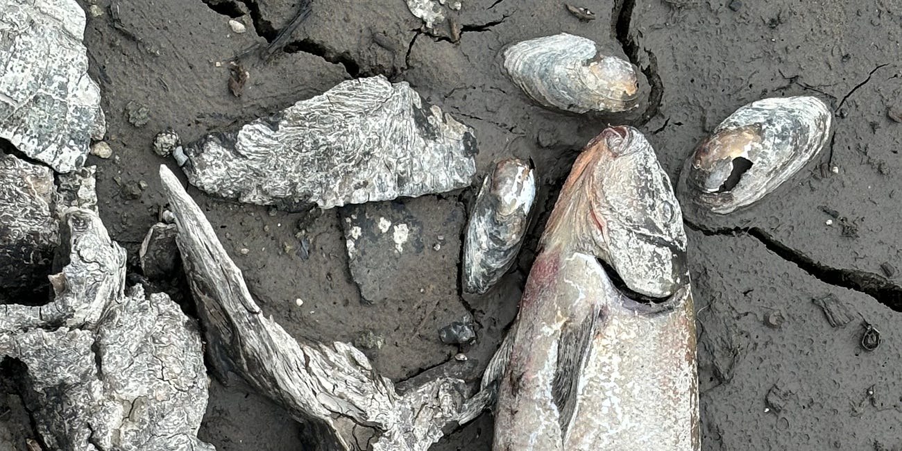 Dam removals devastated the Klamath. Will agriculture take the fall?