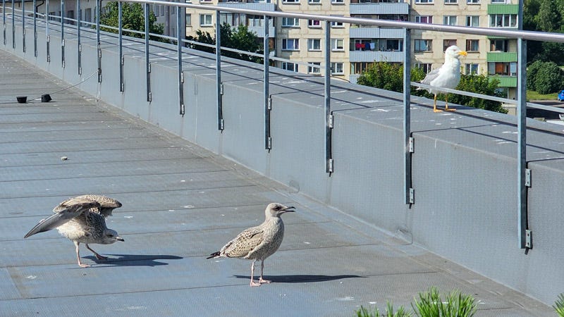 The Last Gull Standing