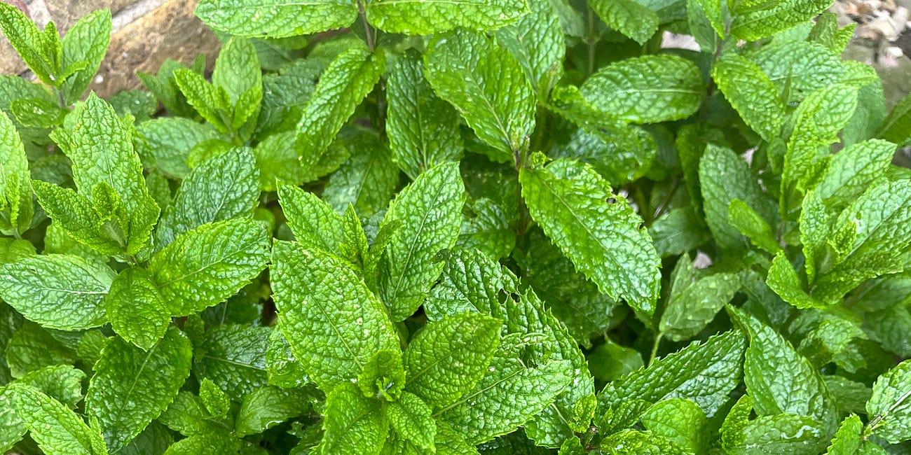 Notes from the garden; Summer heat, DIY and the first test subject