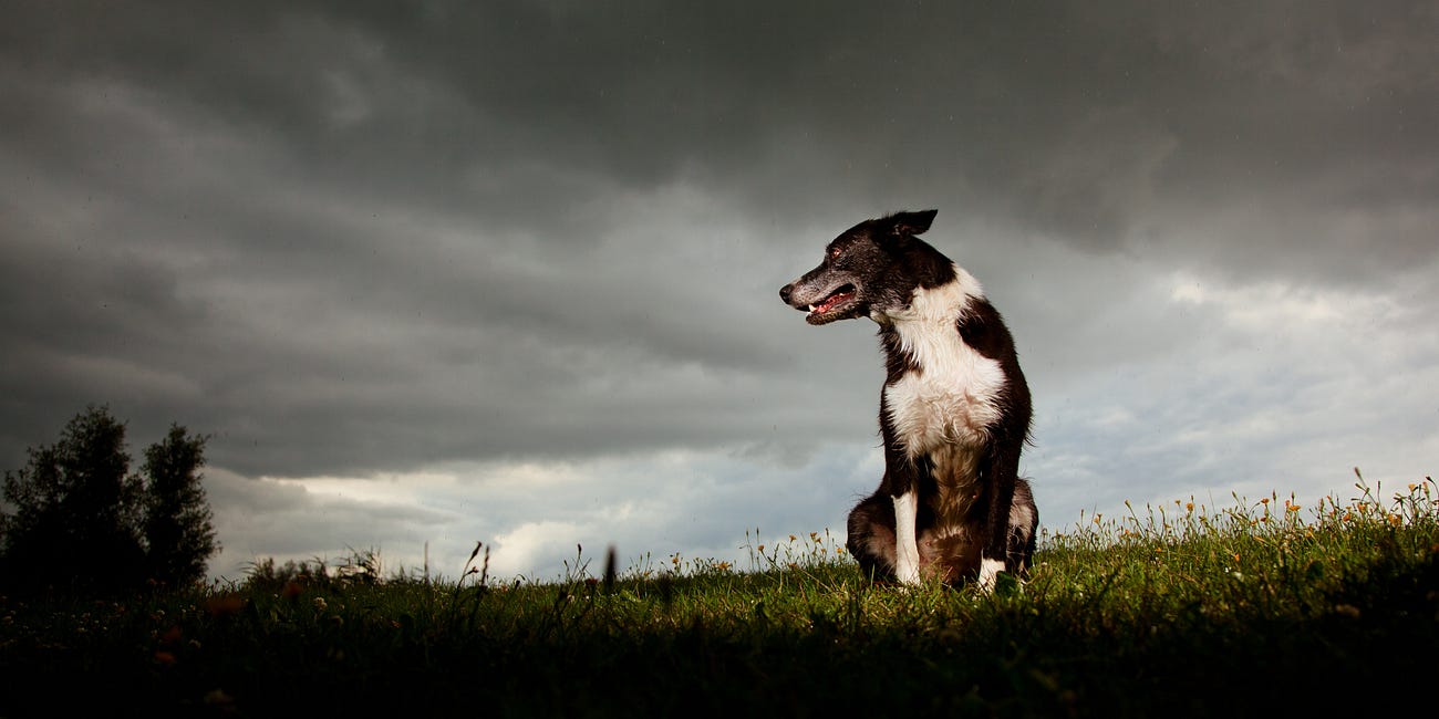The most important thing to do if your pet has a behavior problem
