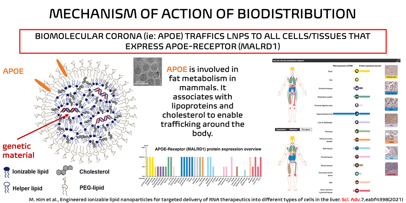 Do the LNPs adsorb apoE for cell/tissue-specific delivery of contents?