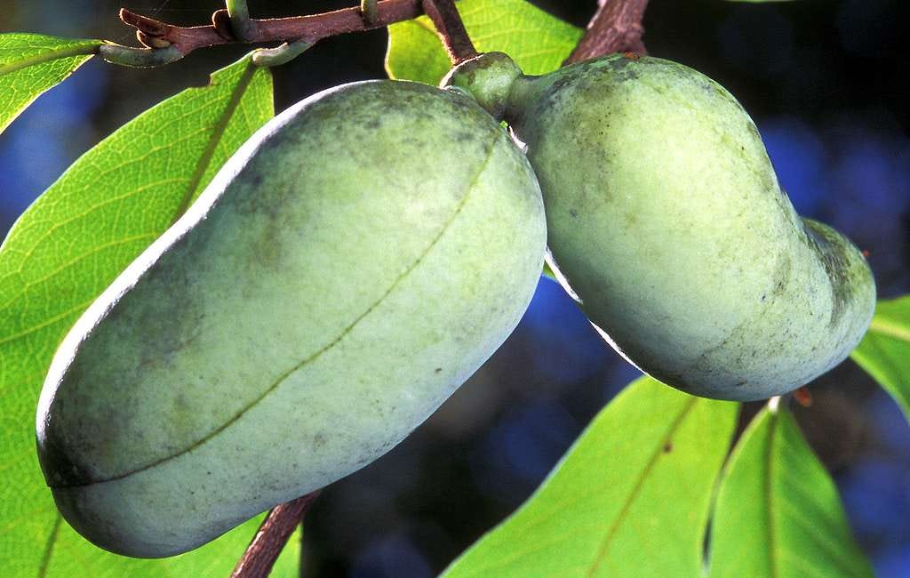 Pennsylvania's BEST Kept Secret: 7 Amazing Reasons to Grow Pawpaw Trees!