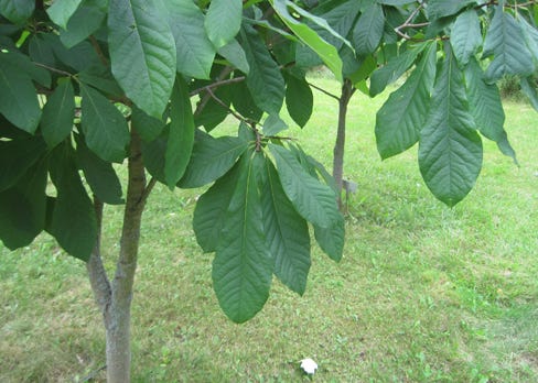 The Ultimate Garden Addition: Grow Pawpaw for Health and Ease