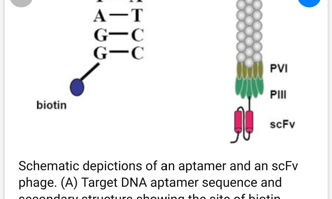 filamentous bacteriophage Complex DNA nanostructures have been developed as structural components for the construction of nanoscale objects. Recent advances have enabled self-assembly of organized DNA