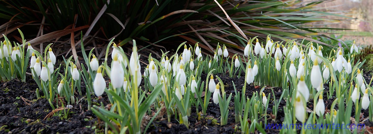 Photographing snowdrops