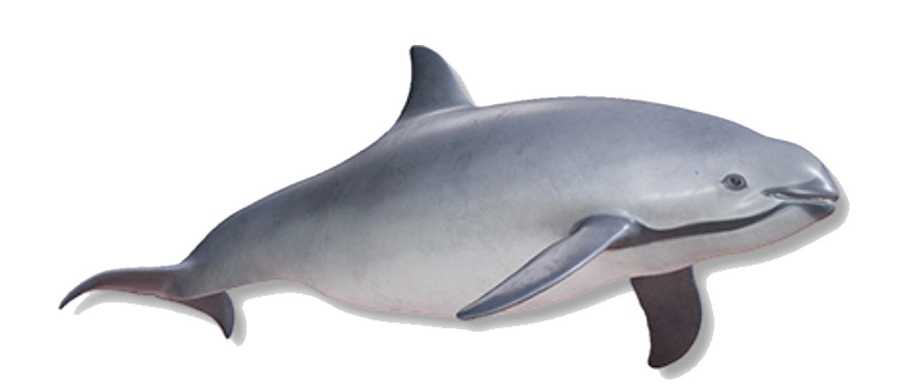 Life Without Porpoise