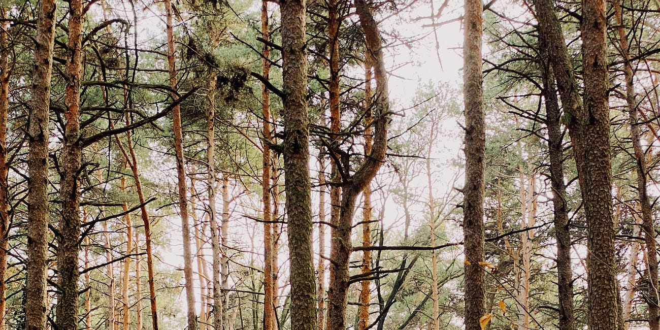 Where Do Our Roots Truly Lie?