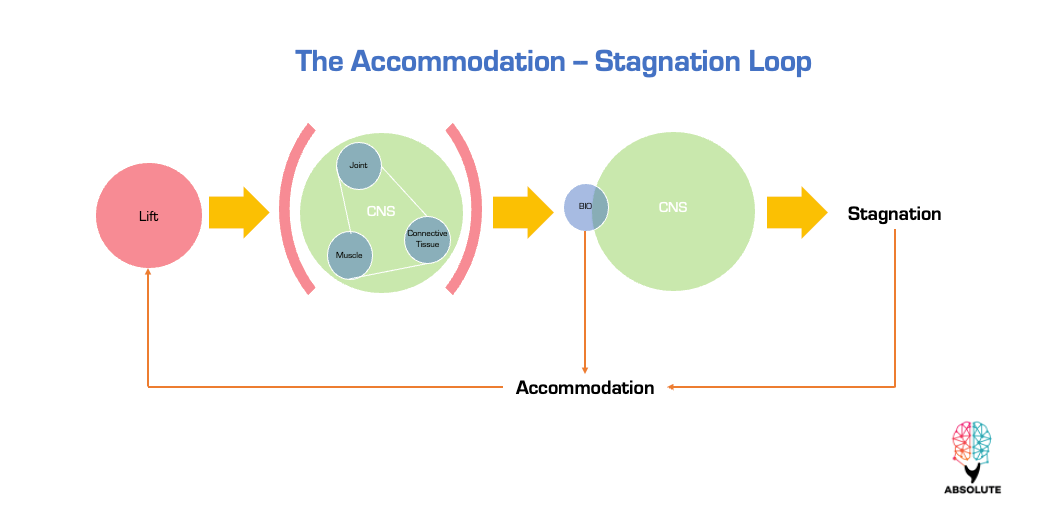 The Accommodation - Stagnation Loop