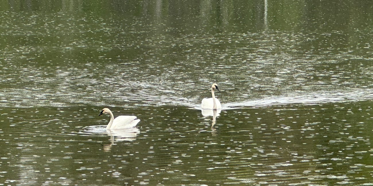 Swans in the Rain