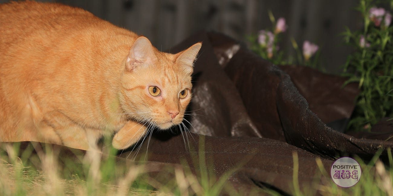 Lessons from Milo: Grieving with Love and Releasing Guilt