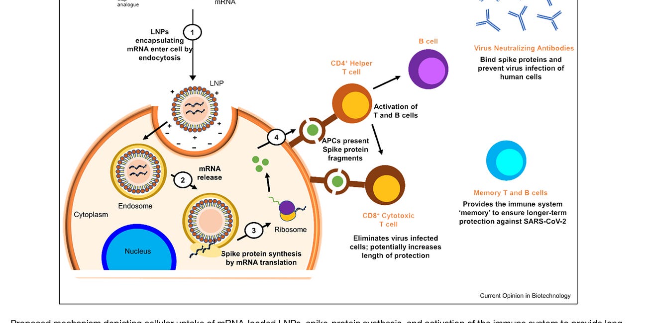 Pfizer verwendete ein altes Gentherapieplasmid für BNT162B2 und gibt in Figure 3 Autoimmunangriffe zu