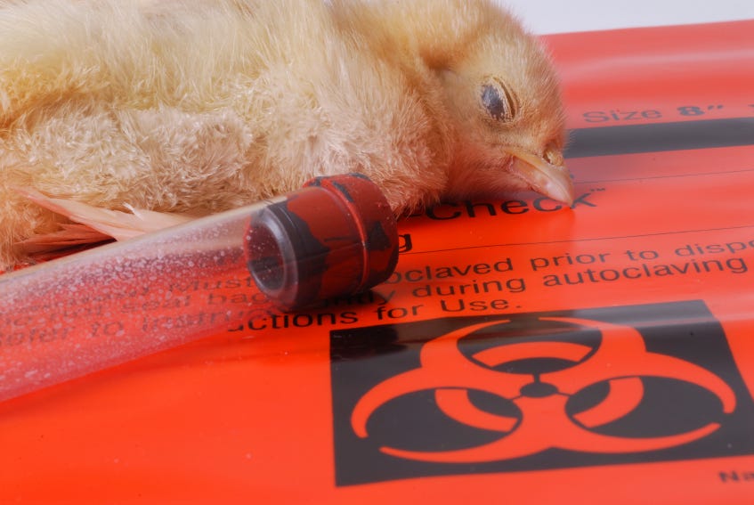 Pandemic 2.0 Ready To Go: FDA To Grant Emergency Use Authorization (EUA) to mRNA Bird Flu Shots, Just Like What Happened With COVID 