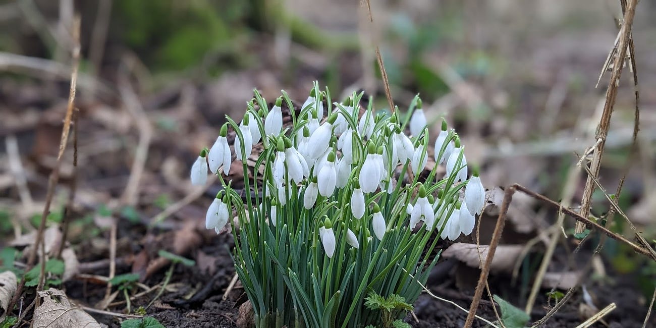 Nature Notebook: Imbolc // Snowdrop Facts 
