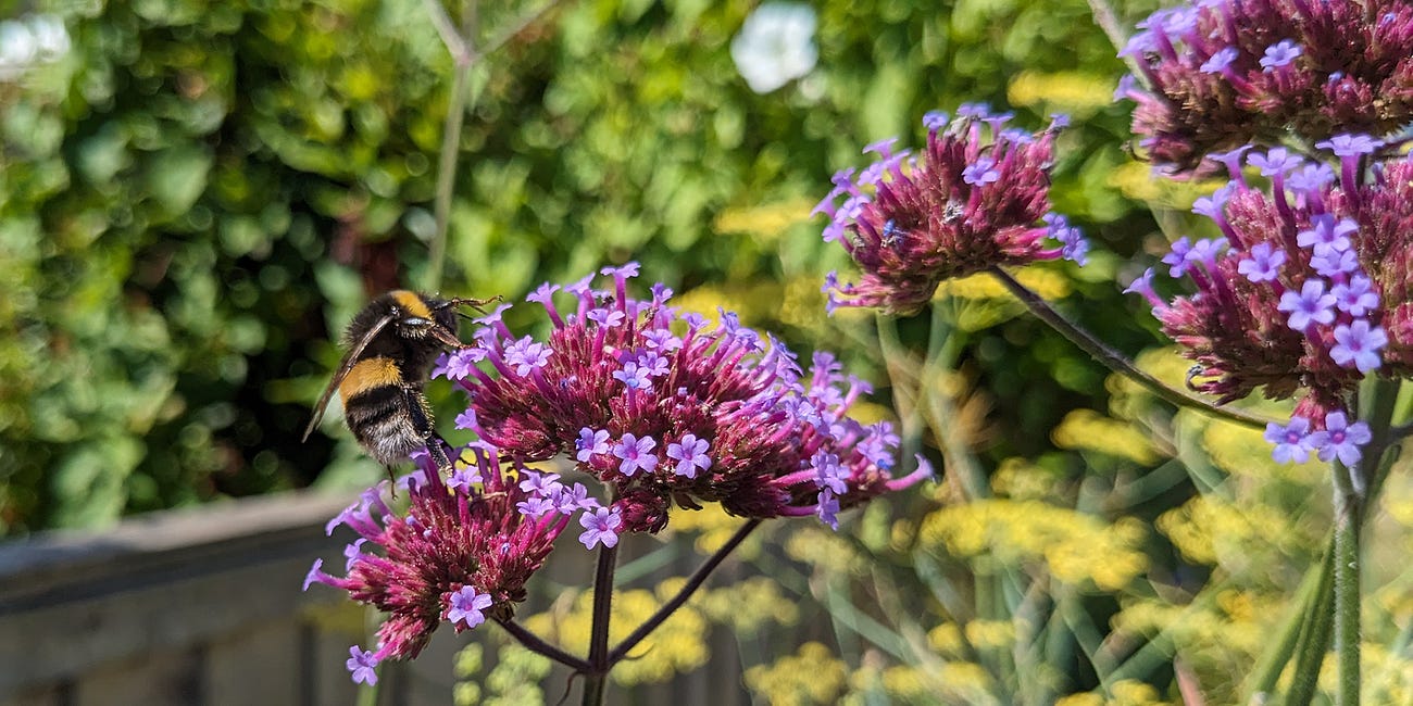 Get to know our precious pollinators 