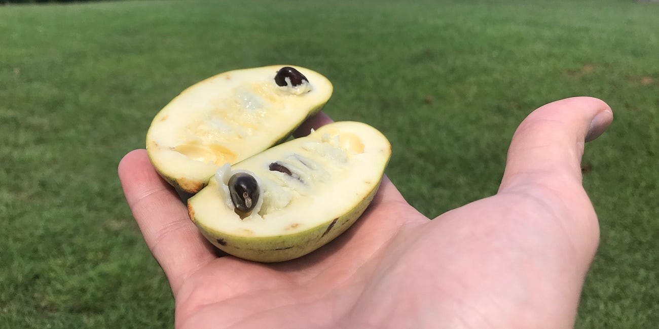 Harvest Health from Your Backyard: The Nutritional Power of Pawpaw Trees