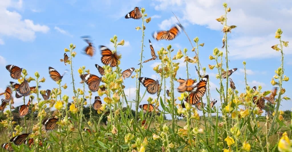 Butterflies Not Blood