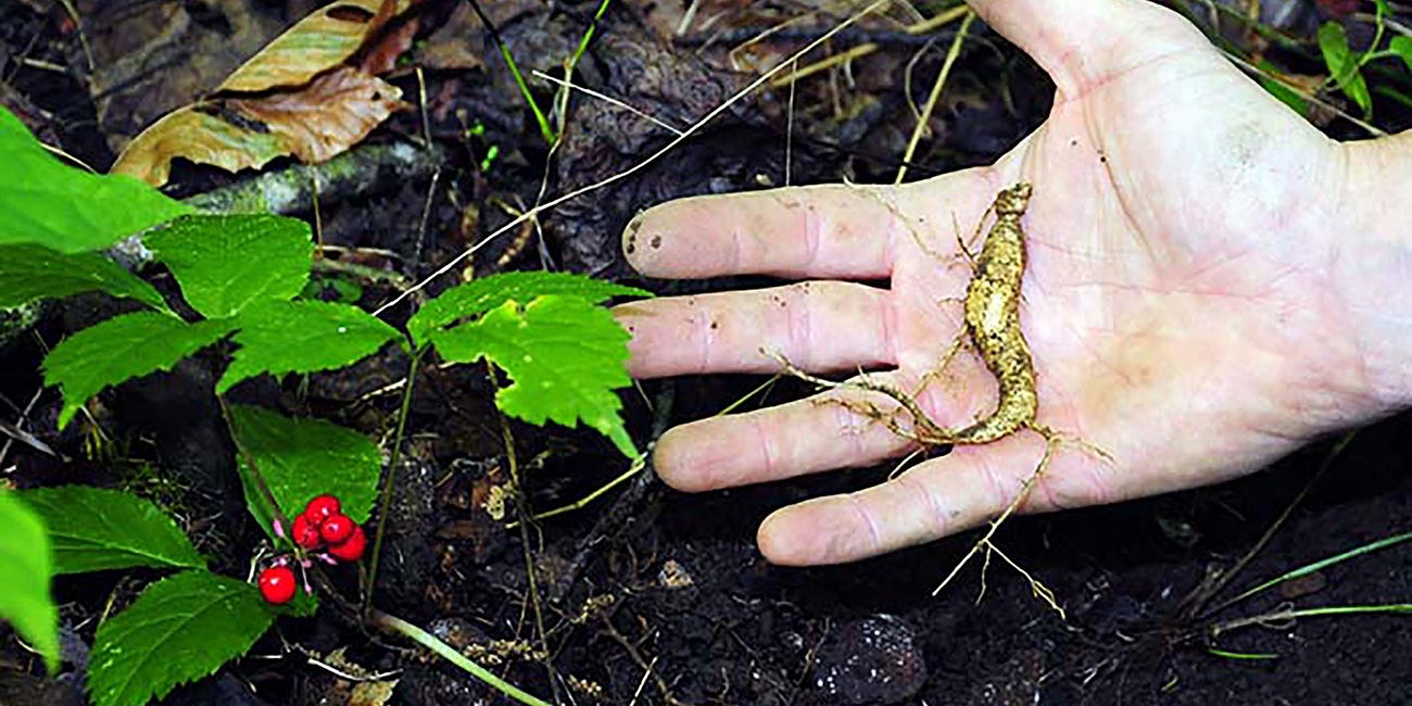 The Government’s Ginseng Circus: A Microcosm of Regulatory Insanity