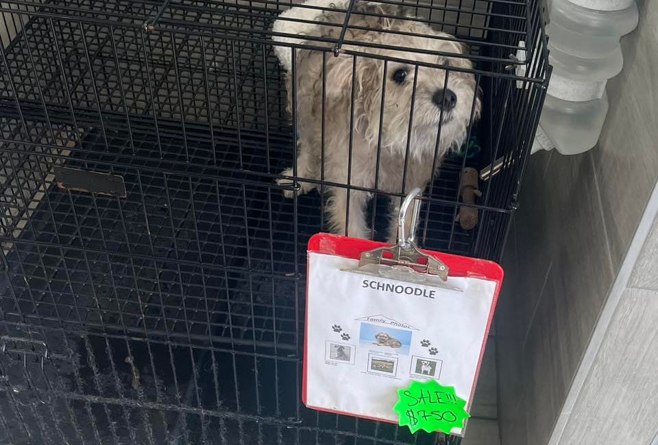 Outrage Over Conditions at Bradenton Pet Shop Sparks Protests
