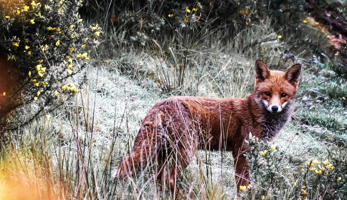 Walk on the Wild Side: The Top of LettsSafari's Dawlish Park Uncovered