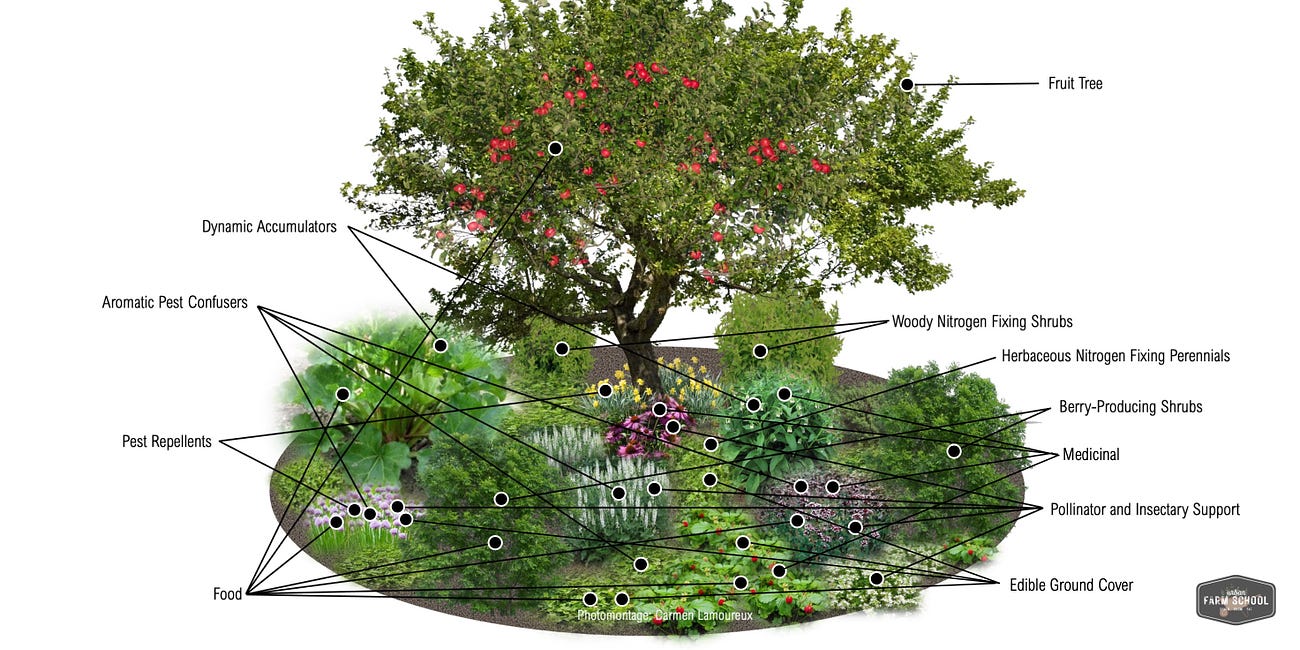 Essential Elements of Creating an Abundant Food Forest