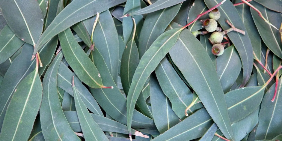 The Eucalyptus Can Stay, and You Pay Costs