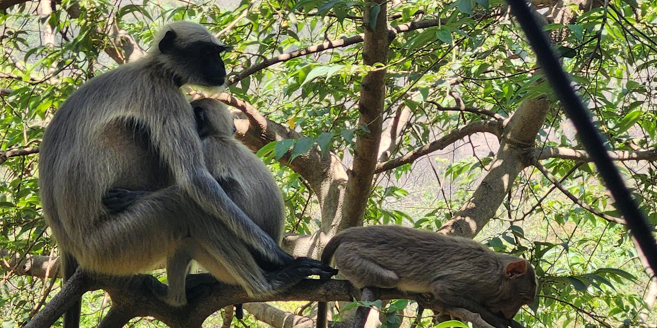 The Banyan Tree of Aarey, the Kanheri Caves, and the WCS Macaque Project