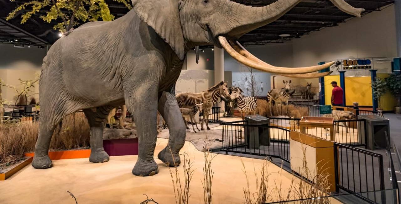 Sioux Falls to part ways with historic Brockhouse museum animals, sending to Notre Dame