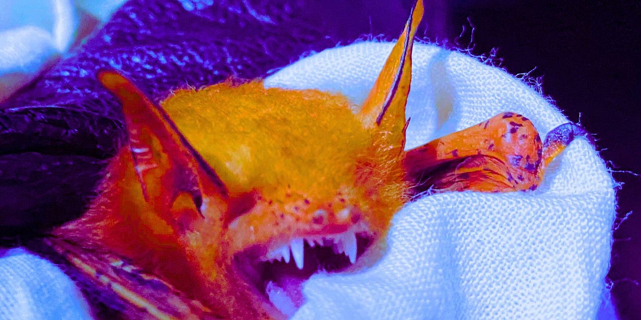 'Wuhan West' Colorado State University Bat Lab Receives Millions in New NIH Funding