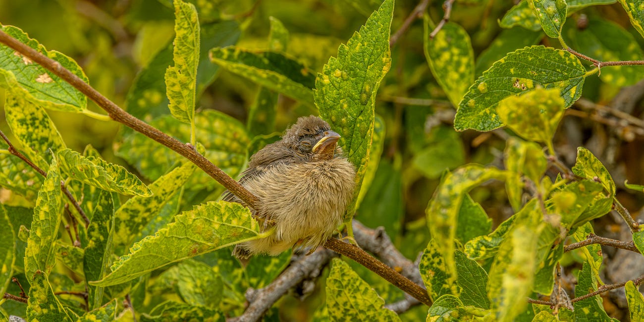 Curious Eyes & Lazulis; When Baby Buntings Learned To Fly