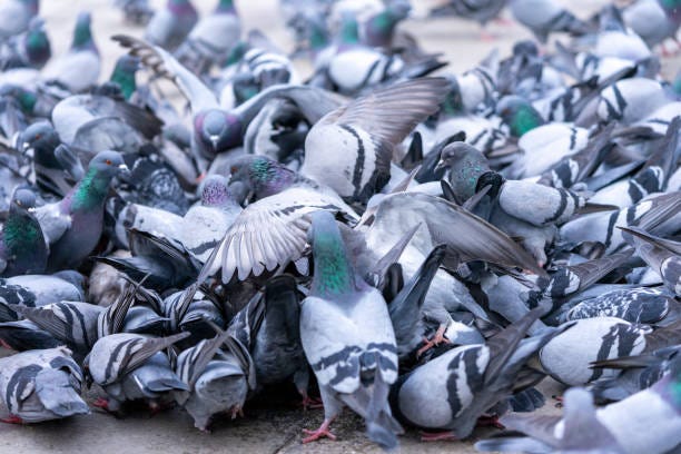 How Many Visiting Pigeons is Too Many?