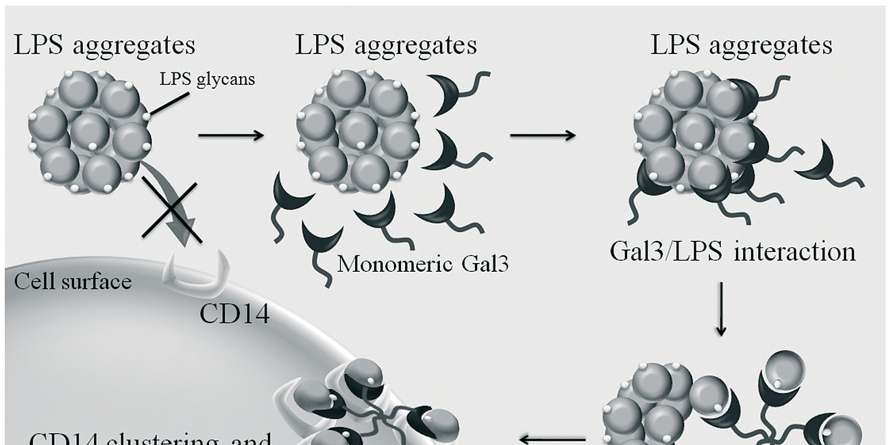 IgG4 affected by Endotoxin in mRNA Jabs