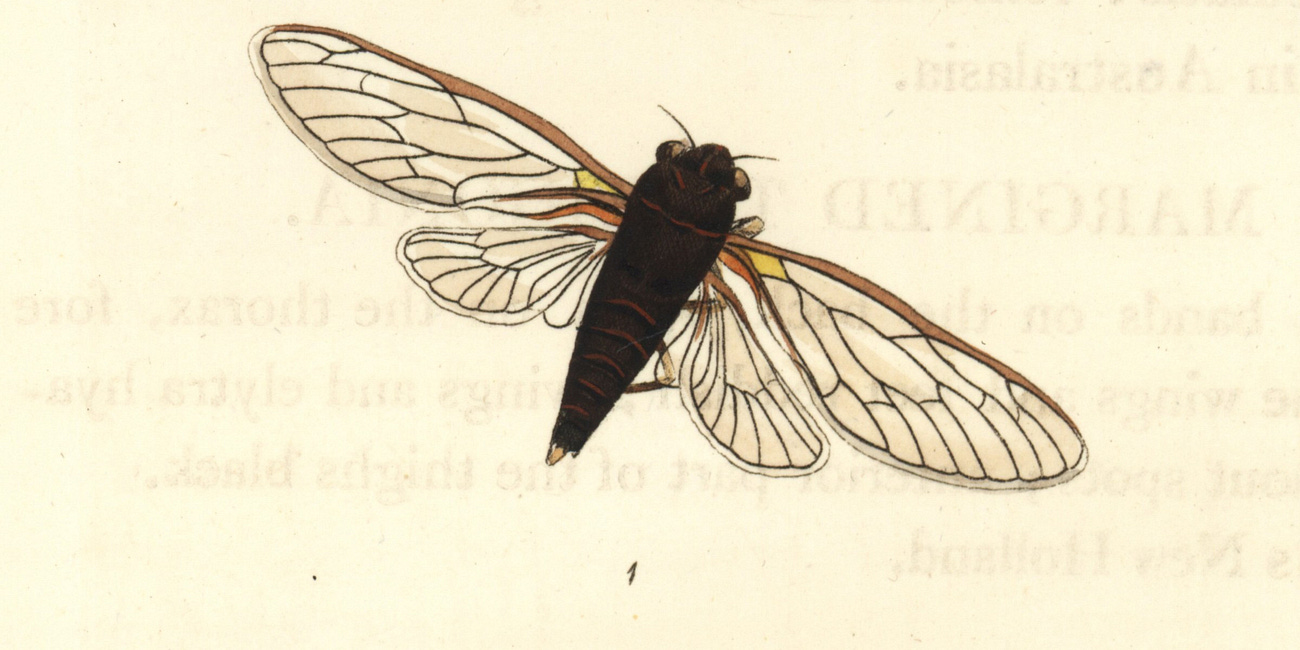 Want to Catch More Summer Smallmouth? The Cicada/Bug Craze