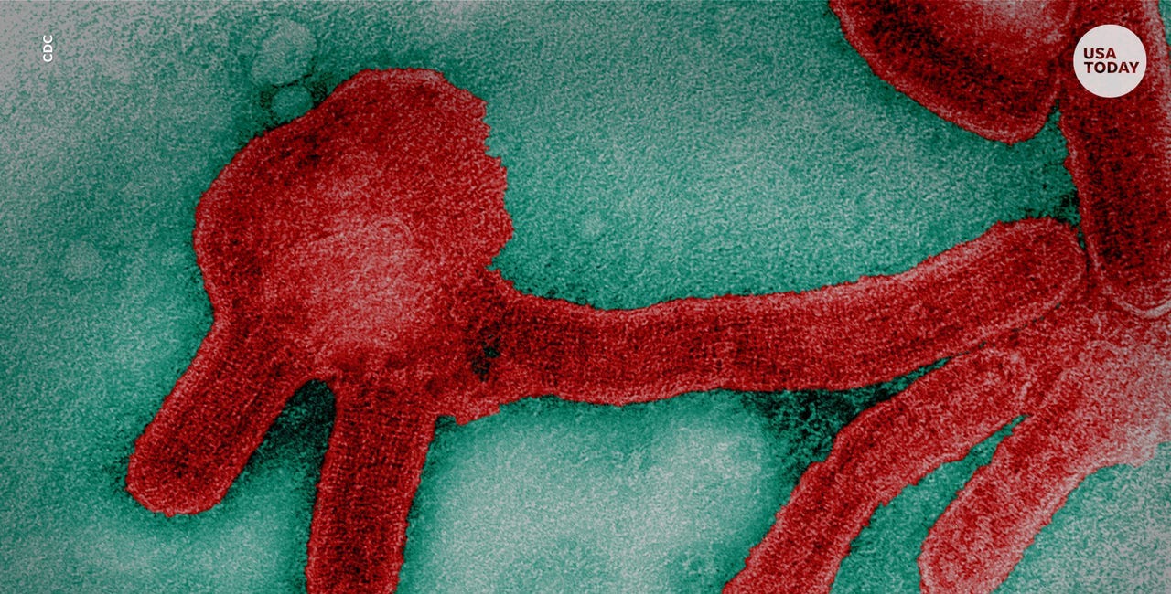 ΦΑΚΕΛΛΟΣ ΙΟΛΟΓΙΑ - Ο "ιός" Μάρμπουργκ : Πρόδρομος του Έμπολα