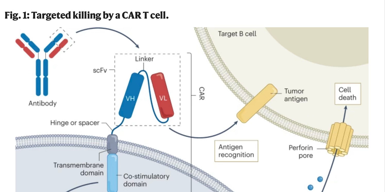 Autoimmune therapies: an inspiration for anti-aging therapies?