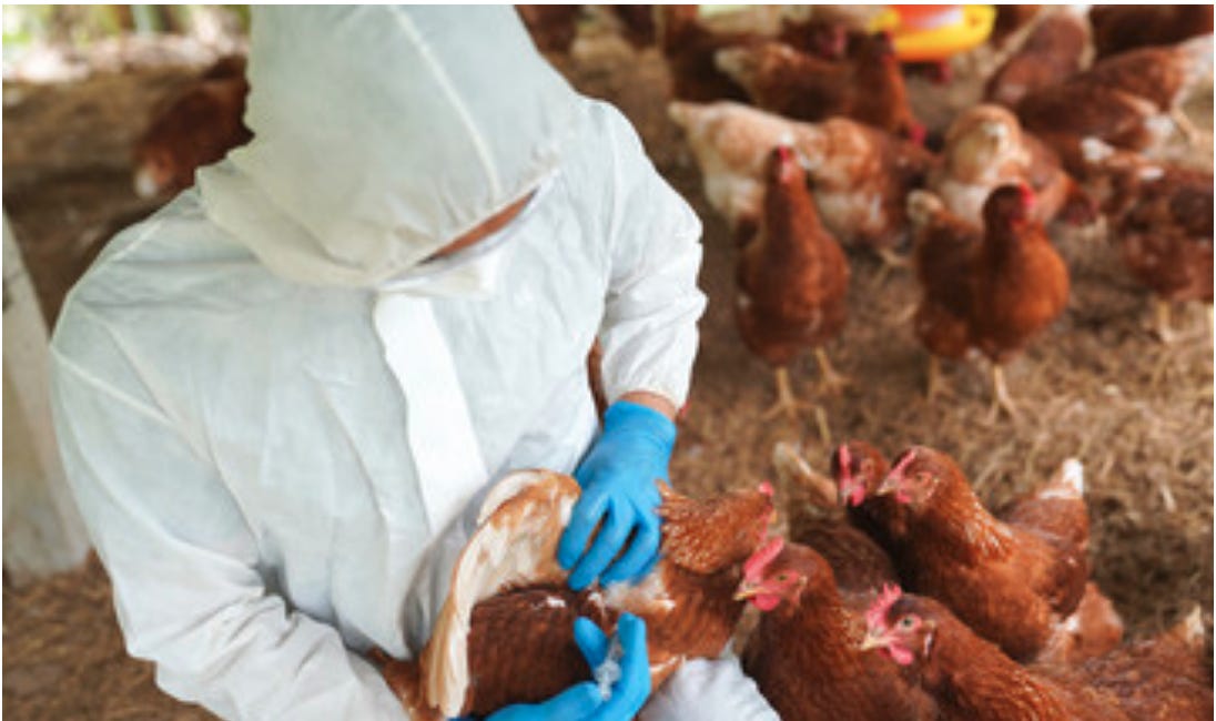 Get Ready for the Next Plandemic: Bird Flu “Vaccines” Are “Authorized” & “Warehoused” As CDC Demands Human Surveillance