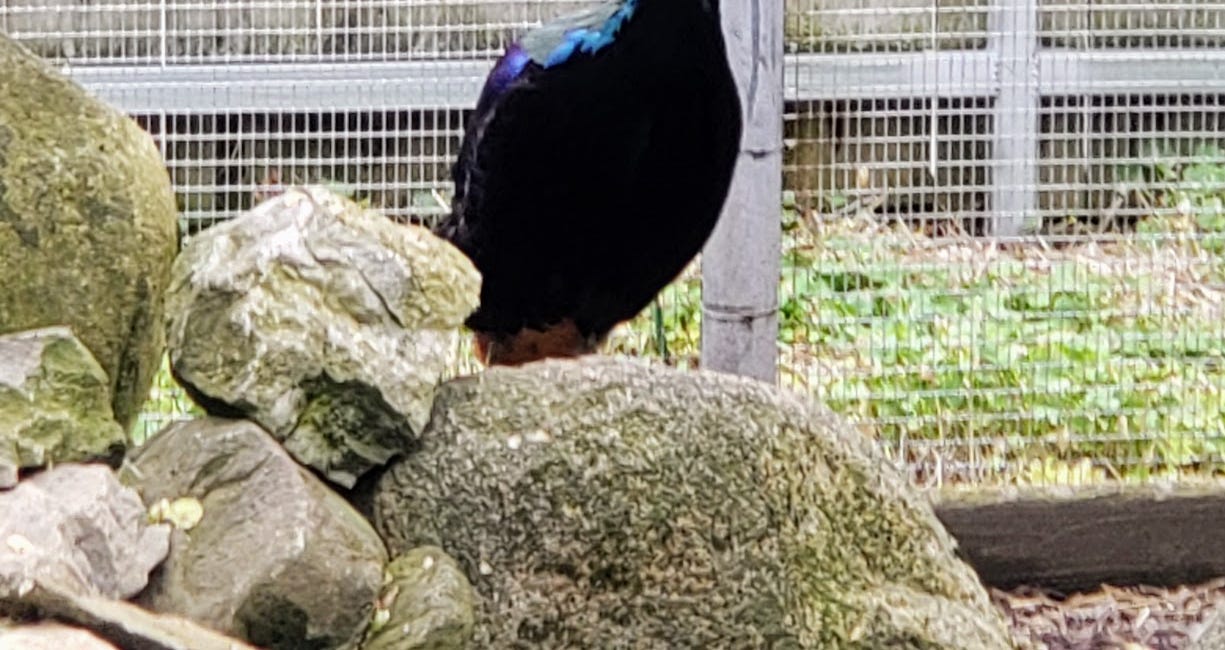 We're Going In: The Secret Life of the Aviary