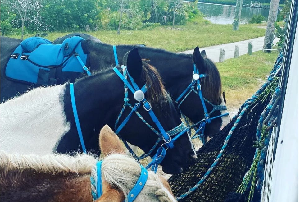 Beach Horseback Riding Excursion Takes a Dangerous Turn on Palma Sola Causeway
