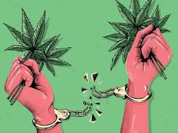 Manatee Tiger Bay Club Hosts 2024 Amendment Series: Marijuana Legalization Debate