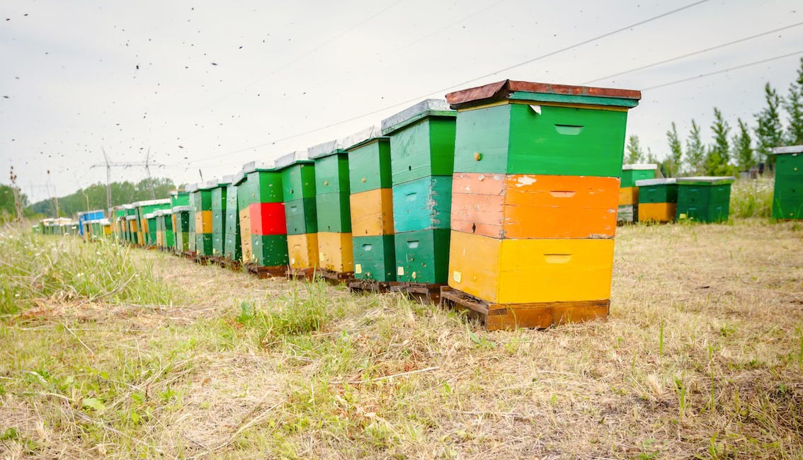 Quand Varroa et virus font vaciller les abeilles américaines