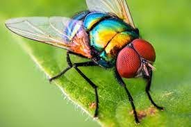 The Rainbow Fly