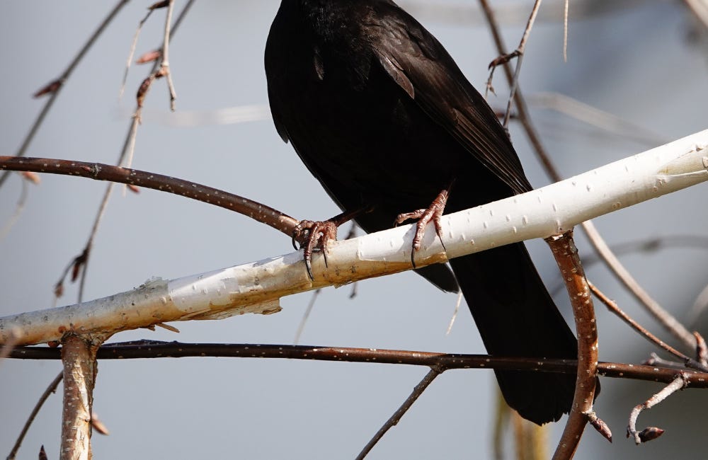 Blackbirds in Crisis