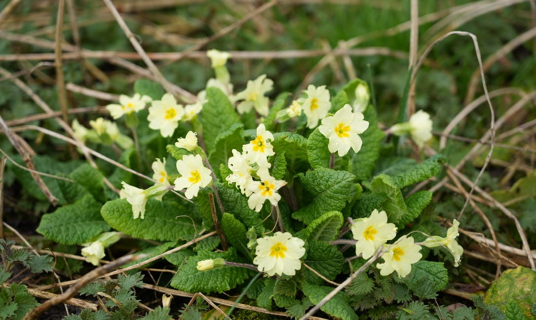 Primula vulgaris | primrose