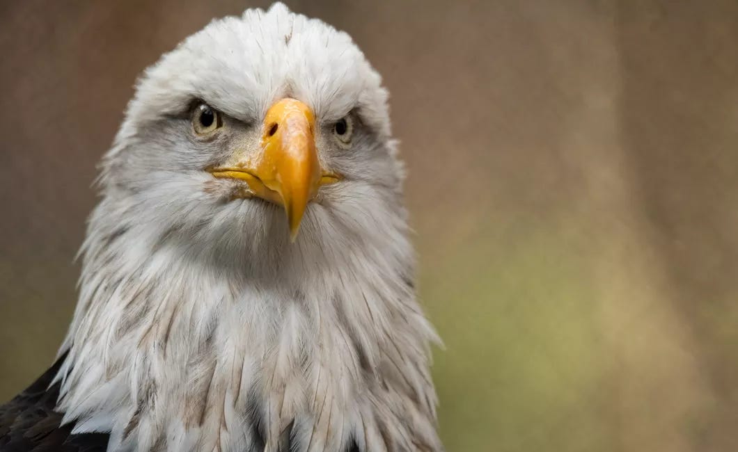Lakewood Ranch Man Rescues Bald Eagle from Alligator-Infested Lake