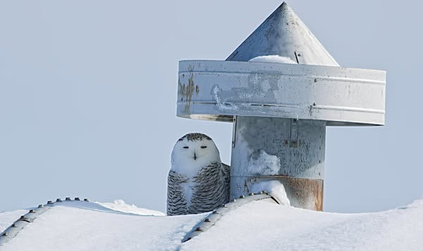 Nature in Art, Signs of Spring, and Young Naturalists in Action