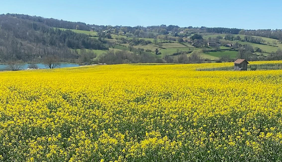 Colza en fleurs : anticipez la miellée